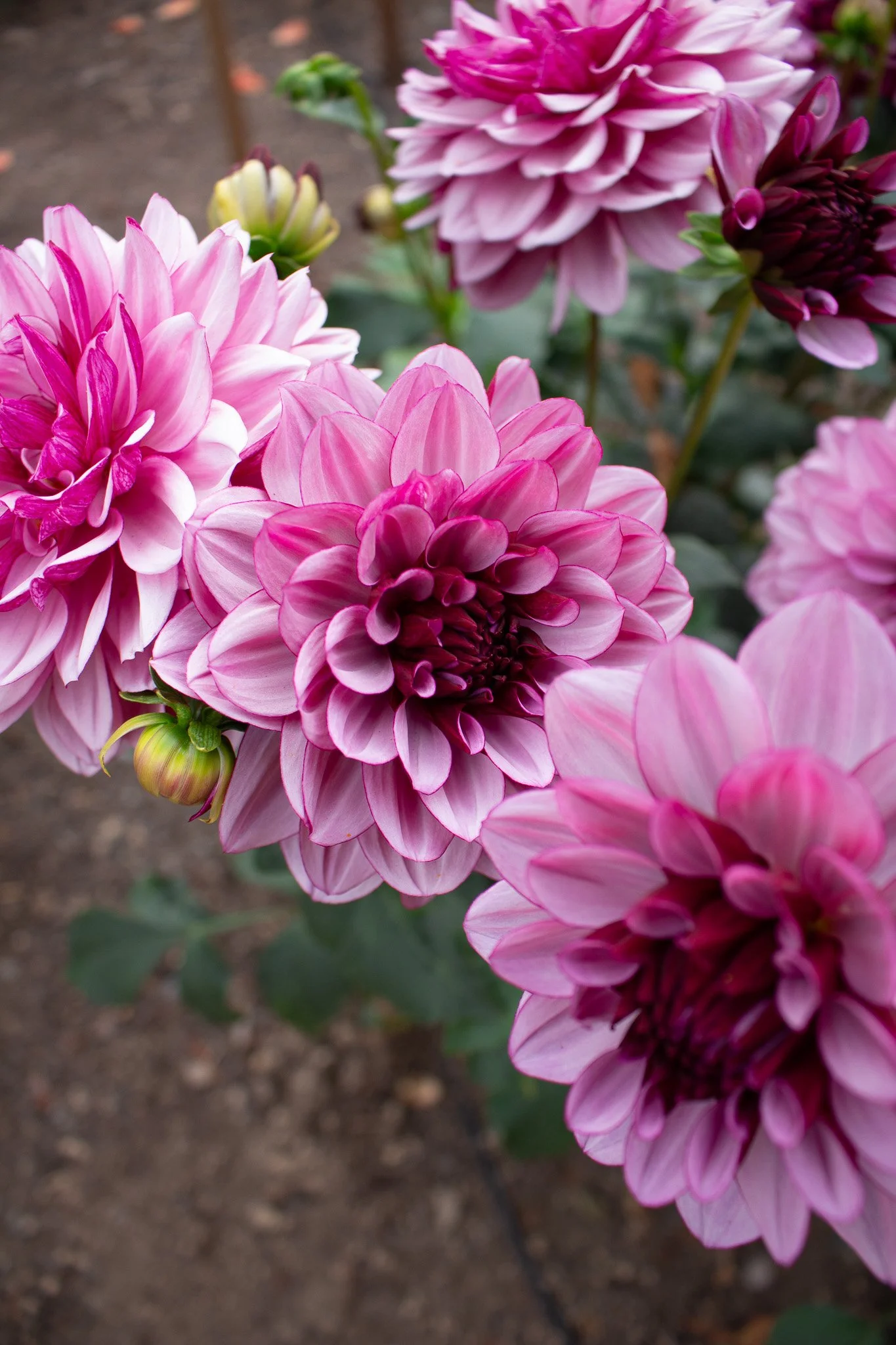 その他 Dahlia, Idyllic Dreamer CSR Dahlia, Idyllic Dreamer (Alchemical Revolution) - Index